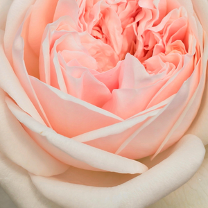 Поръчка на рози - Английски рози - розов - Pоза Ауслайт - интензивен аромат - Дейвид Чарлз Хеншой Остин - Бледорозови цветя,с приятен външен вид.
